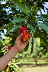 Hand picking ripe mango from tree in tropical orchard © Artur