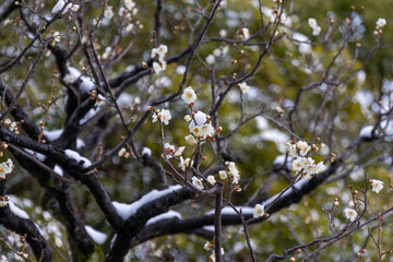 都心散歩　雪の浜離宮