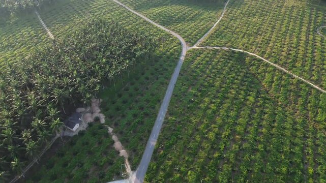 Oil palm plantations are vast expanses of land planted with neatly arranged rows of oil palm trees, producing red-orange fruit bunches, the raw material for vegetable oil. These areas are generally lo