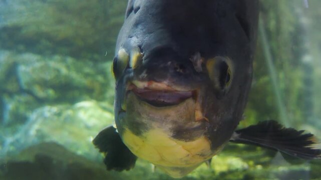 close up of piranha or pira&ntilde;a head, from the  front view of mouth closing and opening floating underwater.