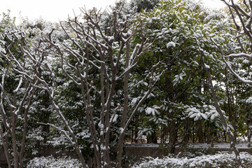 都心散歩　雪景色のお庭
