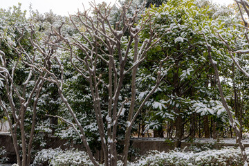 都心散歩　雪景色のお庭