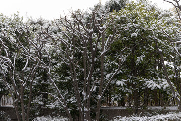 都心散歩　雪景色のお庭