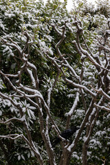都心散歩　雪景色のお庭