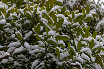 都心散歩　雪景色のお庭