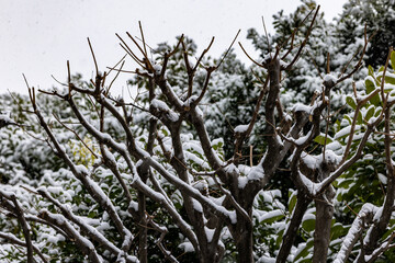 都心散歩　雪景色のお庭