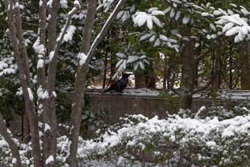 都心散歩　雪景色のお庭