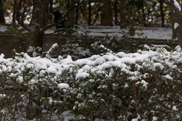 都心散歩　雪景色のお庭