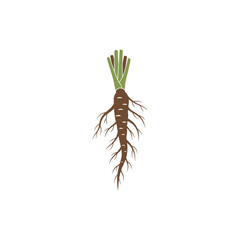 Yarrow Root Detail with Fine Root Hairs and Rhizome Nodes, Flat Botanical Vector Illustration