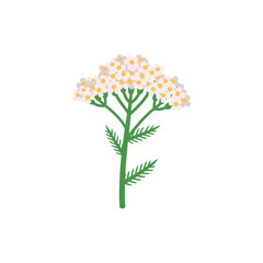 Obraz premium Yarrow Botanical Side View Icon Showing Umbel Flowers and Visible Florets with Green Foliage