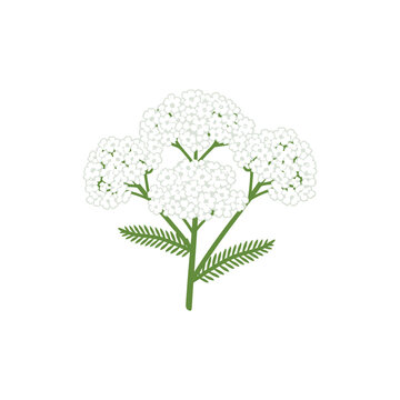 Yarrow Schneewittchen White Flowers with Green Leaves Vector for Botanical Design
