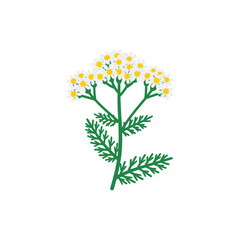 Wild Yarrow Vector Flat 2D Tiny White Ray Florets Yellow Disc Leaves Illustration