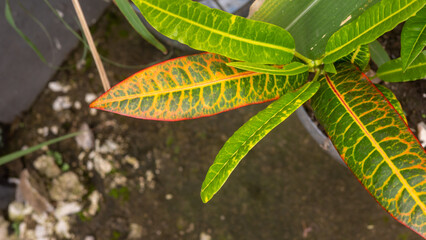 yellow leaf on a green background