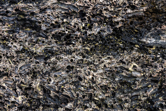 weathered coral rock texture with natural holes and patterns