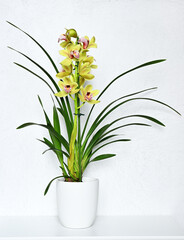 Pot with beautiful Cymbidium yellow orchid