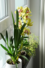 Pots with homeplants