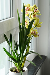 Pot with plant of Cymbidium yellow orchid