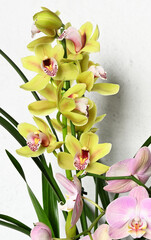 Yellow flowers of Cymbidium orchid