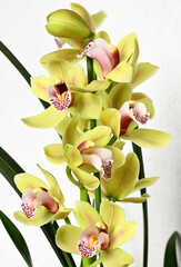 Yellow flowers of Cymbidium orchid