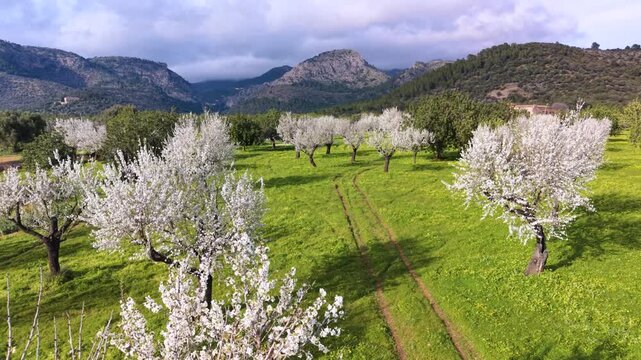 The almond blossom season on Mallorca typically begins in late January and reaches its peak in mid-February, often lasting until early March. During this transition to spring, the island is blanketed 