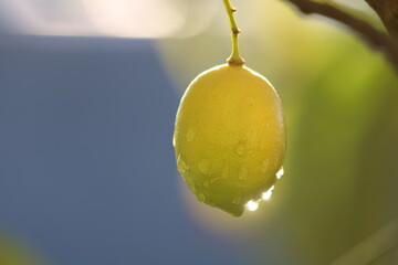 A Ripe Yellow Lemon Glistening with Fresh Raindrops Hanging from a Leafy Branch in a Sunlit Orchard