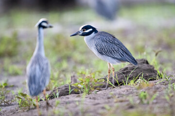 Fototapeta premium The yellow-crowned night heron, Nyctanassa violacea, the species of night heron