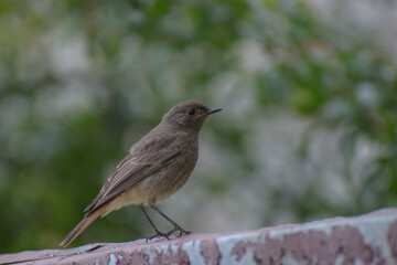 Obraz premium robin on a branch