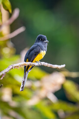 Fototapeta premium The gartered trogon, Trogon caligatus, known as the northern violaceous trogon