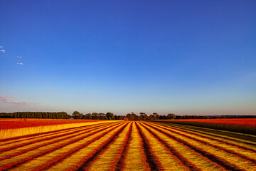 Flax fields in Normandy, France