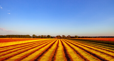 Flax fields in Normandy, France © photogolfer