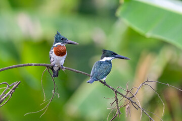 Male and female of the Amazon kingfisher, Chloroceryle amazona