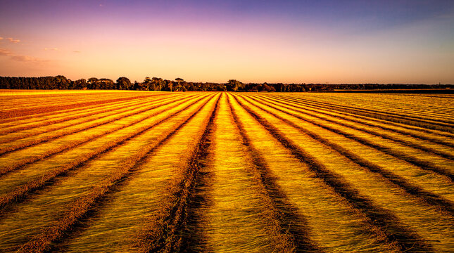 Flax fields in Normandy, France