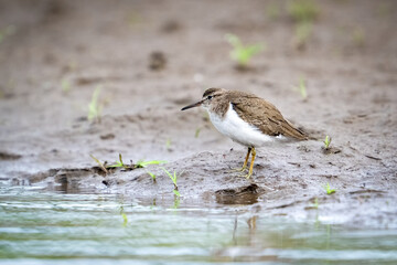 The spotted sandpiper, Actitis macularius, is a small shorebird.