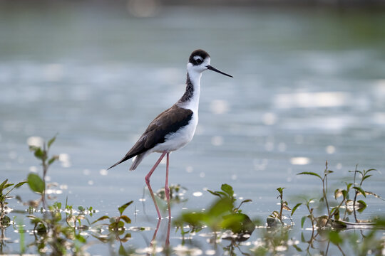 The black-necked stilt, Himantopus mexicanus, is a shorebird
