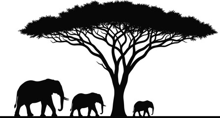 African elephants family silhouette walking under acacia tree in savanna landscape, wildlife nature illustration, safari animals vector art for conservation and travel theme © Sahed