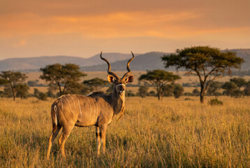 Fototapeta premium Gran kudú (Tragelaphus strepsiceros) macho de pie en la llanura de la sabana durante el atardecer.