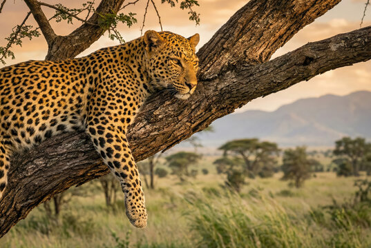 Leopardo africano (Panthera pardus pardus) descansando sobre la rama de un &aacute;rbol al atardecer.
