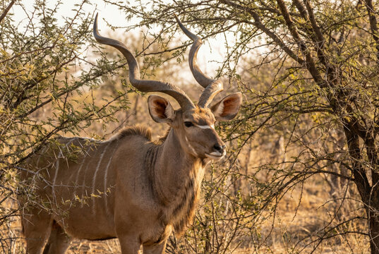 Gran kud&uacute; (Tragelaphus strepsiceros) macho con cuernos espirales entre arbustos de acacia.