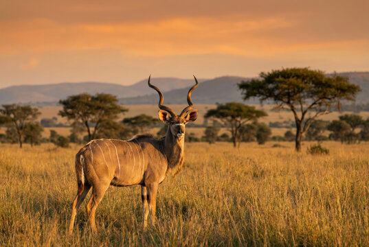 Gran kud&uacute; (Tragelaphus strepsiceros) macho de pie en la llanura de la sabana durante el atardecer.