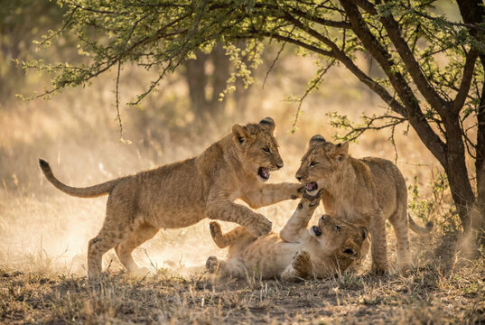 Tres cachorros de le&oacute;n (Panthera leo) jugando y luchando bajo la sombra de un &aacute;rbol en la sabana.