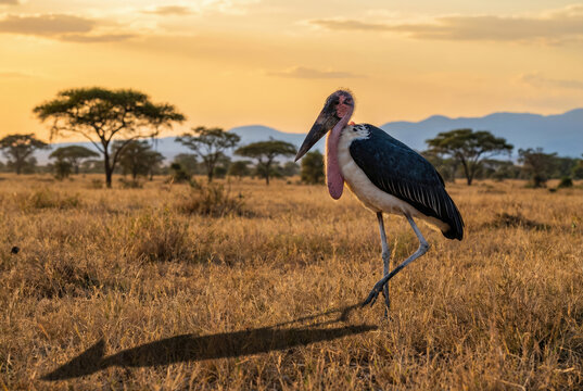 Marabou stork (Leptoptilos crumenifer) standing in the African savanna during sunset.