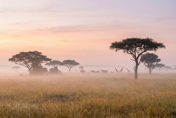 Obraz premium African elephants and giraffes walking through a misty savanna at dawn.