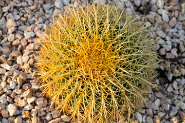 Fototapeta premium Golden barrel cactus growing in desert environment with sharp yellow spines and rounded shape, displaying resilience and drought tolerance