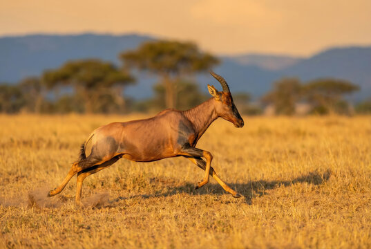 Topi antelope (Damaliscus lunatus jimela) running across the golden African savanna at sunset.
