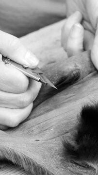Black and white footage of a furrier slicing mink and sable pelts with a traditional knife on a workshop table. Detailed handmade process highlighting precision, texture