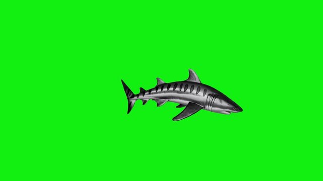 Animated ocean shark swimming from left to right in side profile with smooth tail motion, isolated on a solid green chroma key background. Ideal for marine visuals, educational projects, and video com