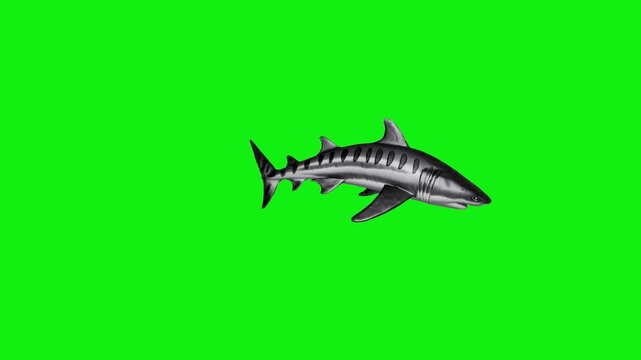 Animated ocean shark swimming from left to right in side profile with smooth tail motion, isolated on a solid green chroma key background. Ideal for marine visuals, educational projects, and video com