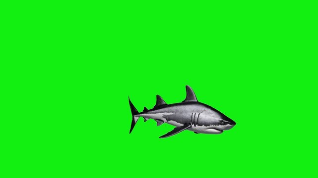 Animated great white shark swimming from left to right in side profile, isolated on a solid green chroma key background. Suitable for marine documentaries, educational visuals, and motion graphics com