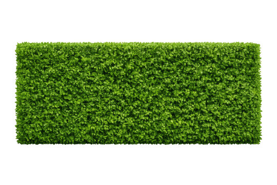Green boxwood hedge creating a garden wall