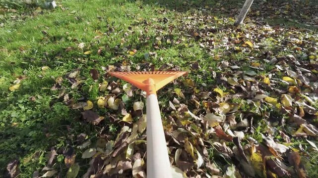 POV Gardener gathering fallen autumn leaves into a pile on the green lawn in a backyard. Seasonal works in garden. Landscape. Landscaping. Person actively raking a large pile of dry, fallen oak leaves